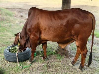 beautiful cow
