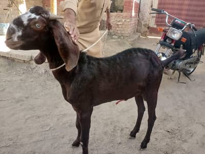 dise bakra