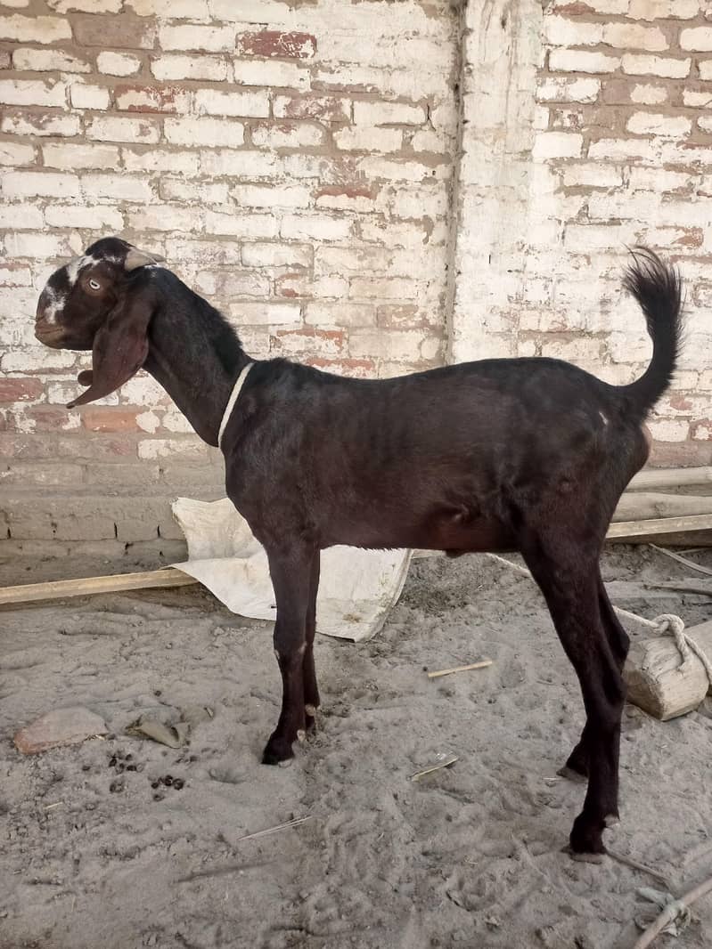 dise bakra 1