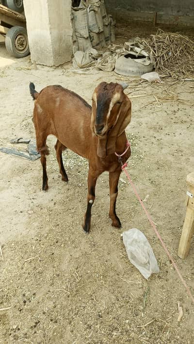 Bakra for sale location Faisalabad Jang road painsra 84 sarshamir