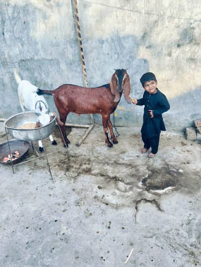 Bakra for sale