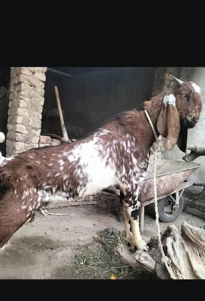 Bakra