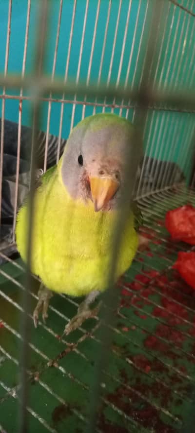 parrot with cage