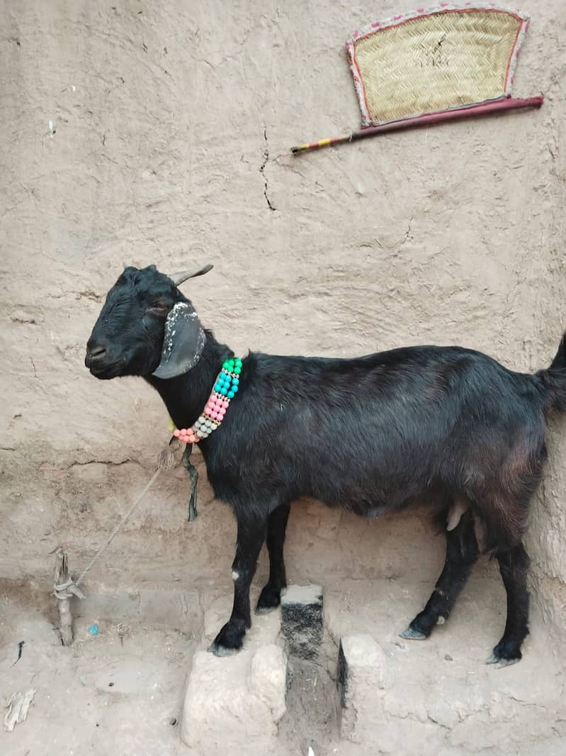 BAKRI 0