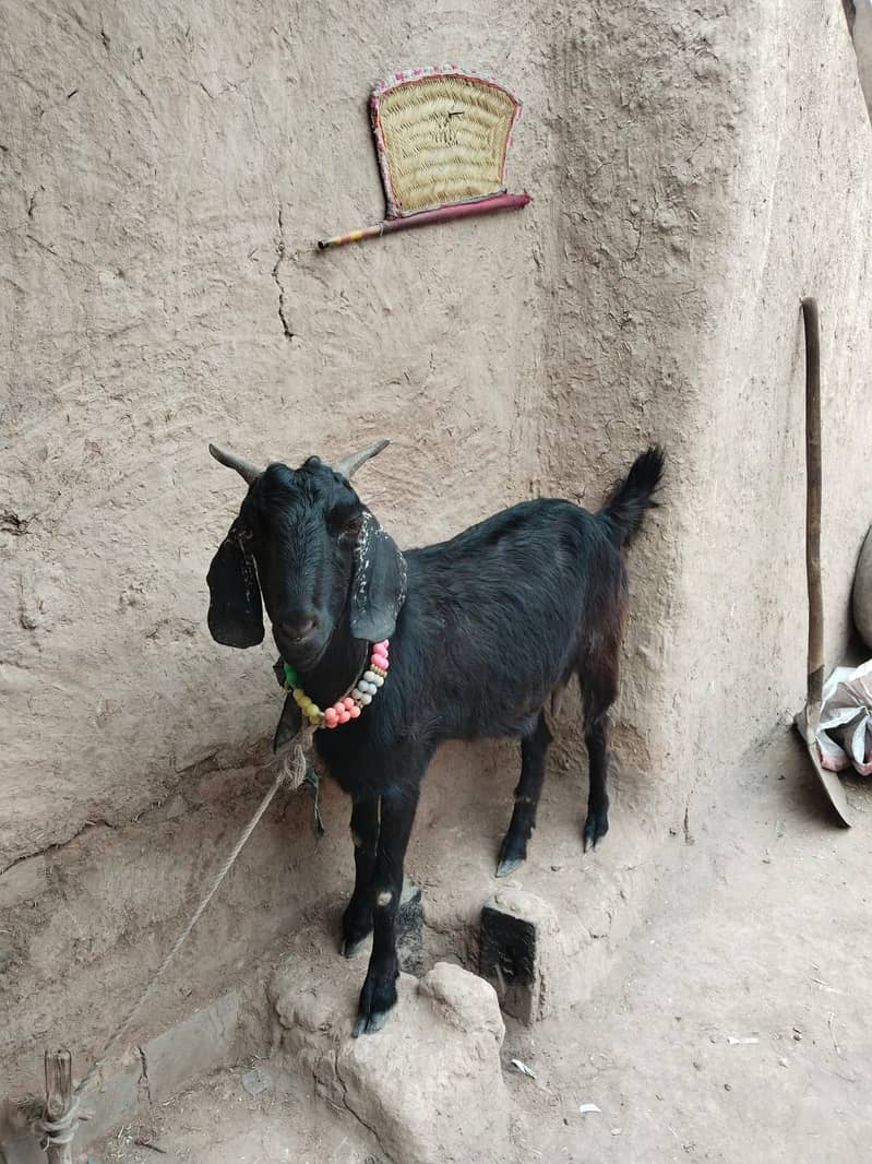 BAKRI 1