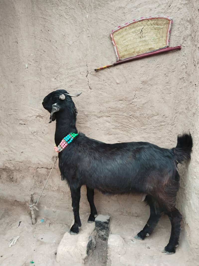 BAKRI 2