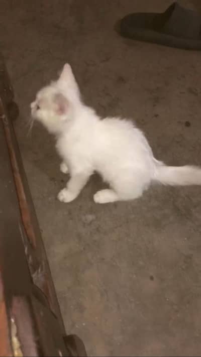 male kitten 2 month