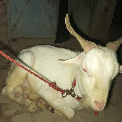 donda Bakra Qurbani ka Bakra for sale 03705135016