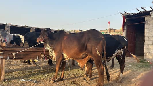Qurbani bulls for sale