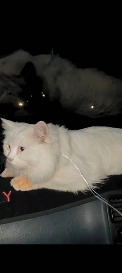 Russian cat