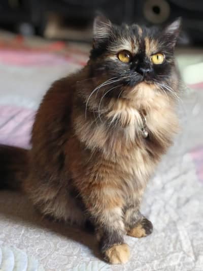 triple coded persian female cat