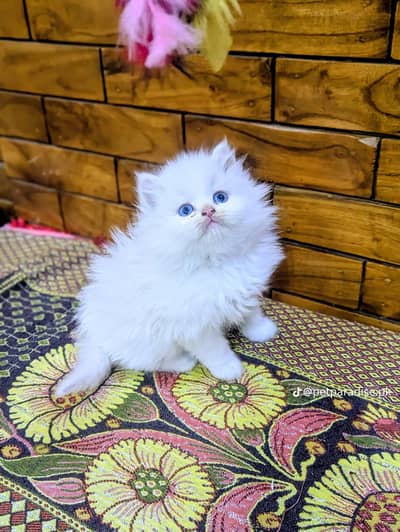 Persian cat triple kot,for sale,my WhatsApp 03493317649