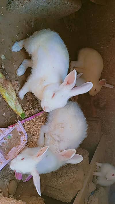 New Zealand white red eye Bunnies Breeder 3 pair health active