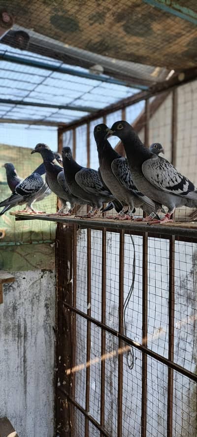 important blood line breeders pair blue bar checkered pigeon