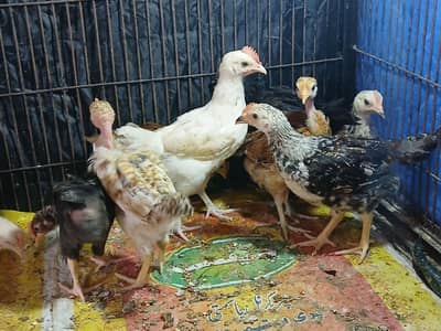 Aseel Chozay+ Misri Chozay Available