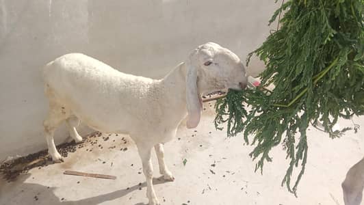 Larkana Gulabi