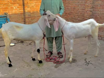 beautiful and healthy goats  for sale in reasonable price 