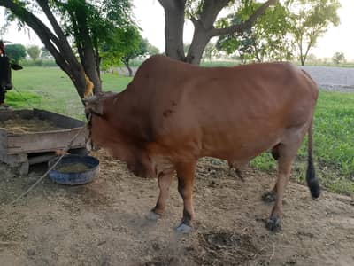 “Healthy Desi Bull for Sale Contact Number 03466983552