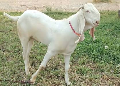 Gulabi teddy and rajanpuri