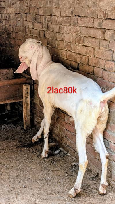 SUPER VIP Rajanpuri Chogga Goats | Beauty & Quality at Its Best