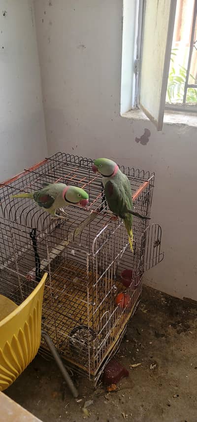 raw parrots