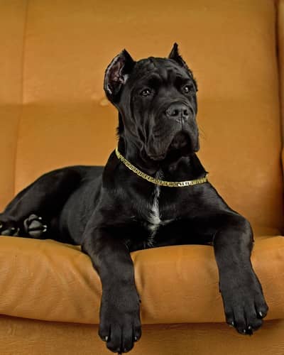Cane Corso Puppy | cane corso Dog | Puppies | Imported Breed