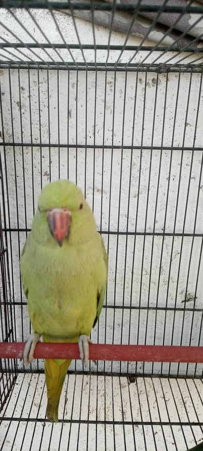 ringneck pair for sale