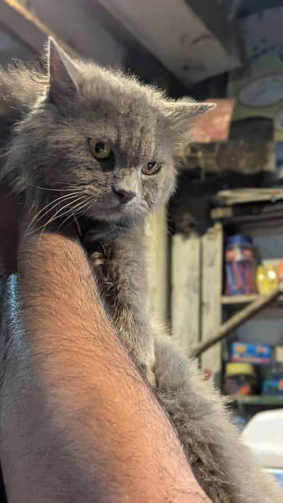 Grey Cat male