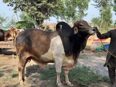 Bull/