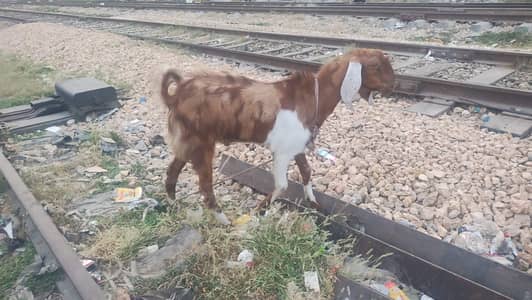 Bakra 2 dant ka