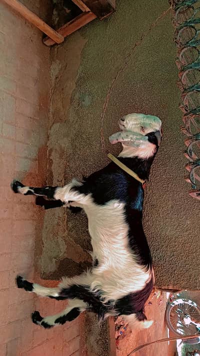 bakra
