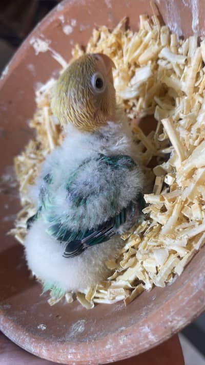 Lovebird hand feed Chick