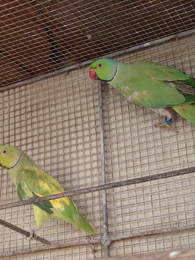 Green Ringneck male