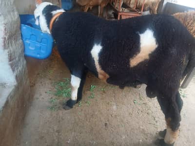 Sheep's for sale