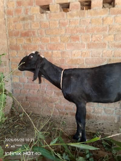 MashaAllah Bhot Pyari Goats ha