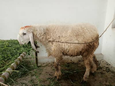 Bakra / chatra for Sale
