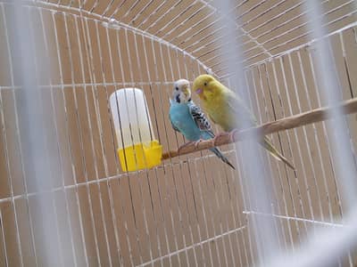 budgies pair & Cage