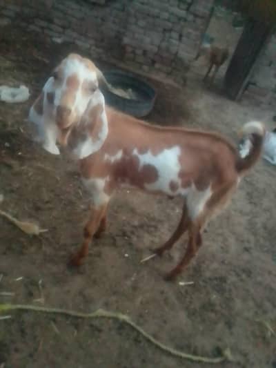 goat    2 teath wala