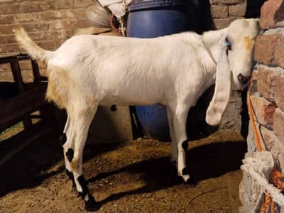Bakra For Qurbani