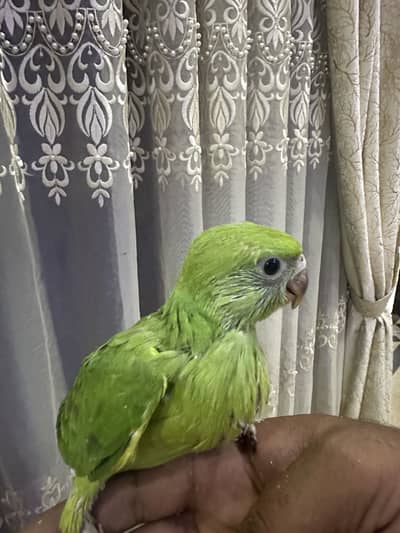 Parrot