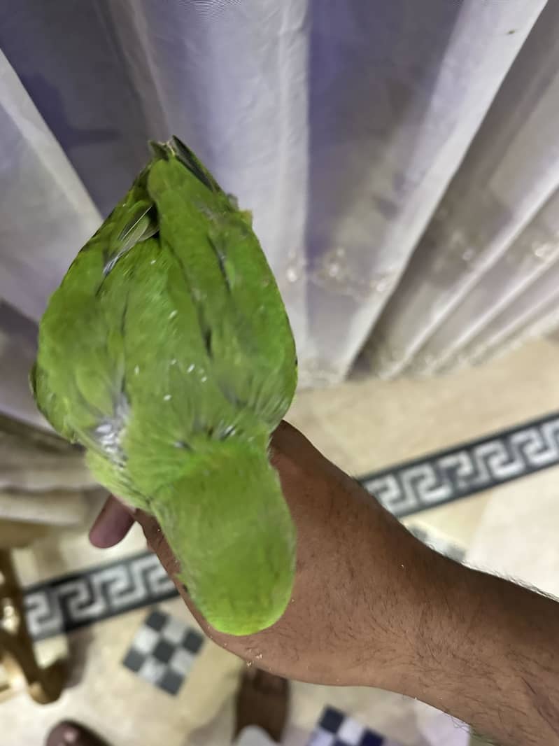 Parrot 1