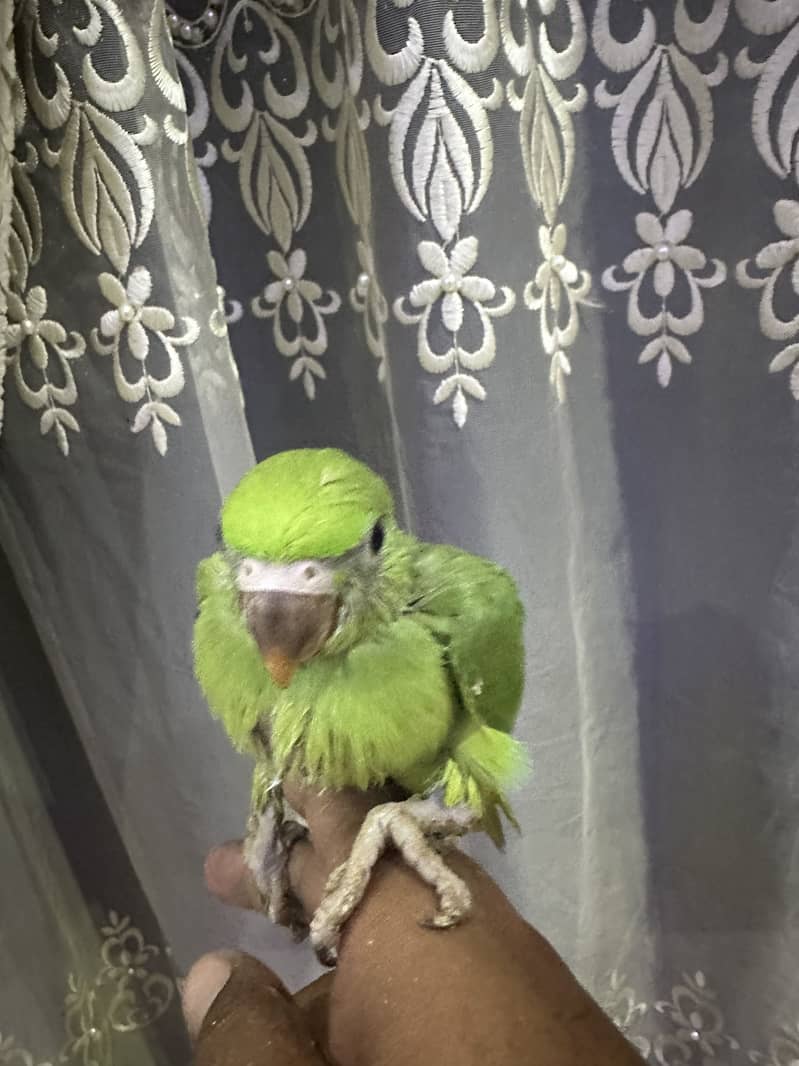 Parrot 2