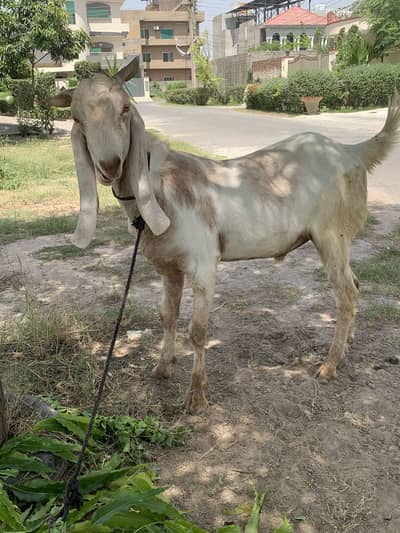 Donda big bakra  khasi full active for sale