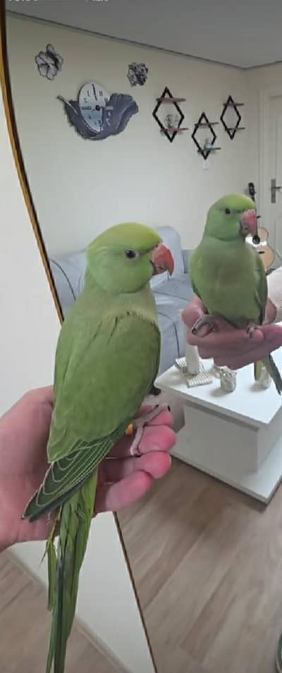 Ringneck baby self chicks available