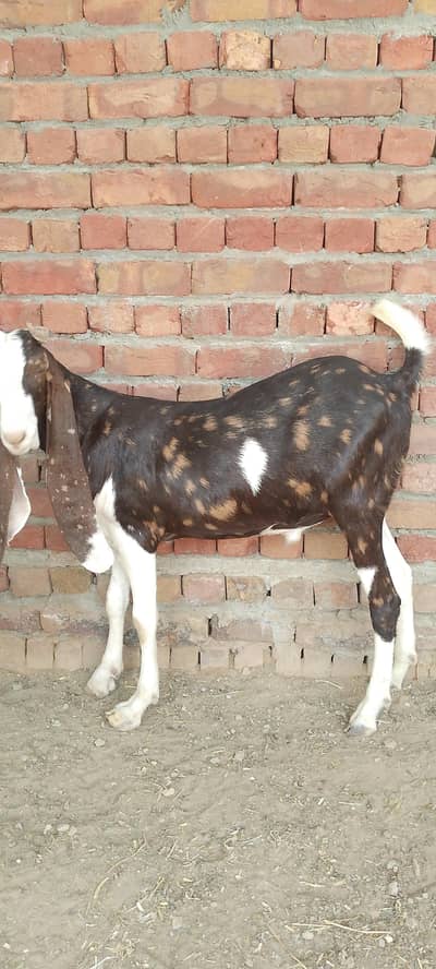 Bakra king official