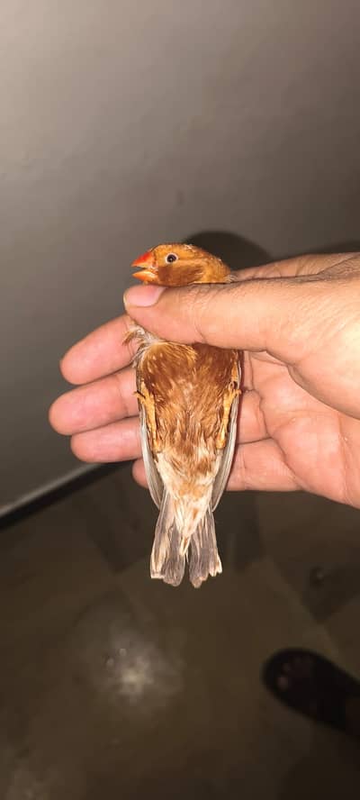 Full Orange Zebra Finch Male