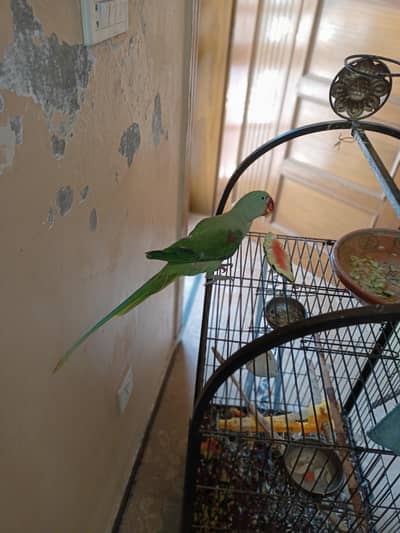 Tem Parrot