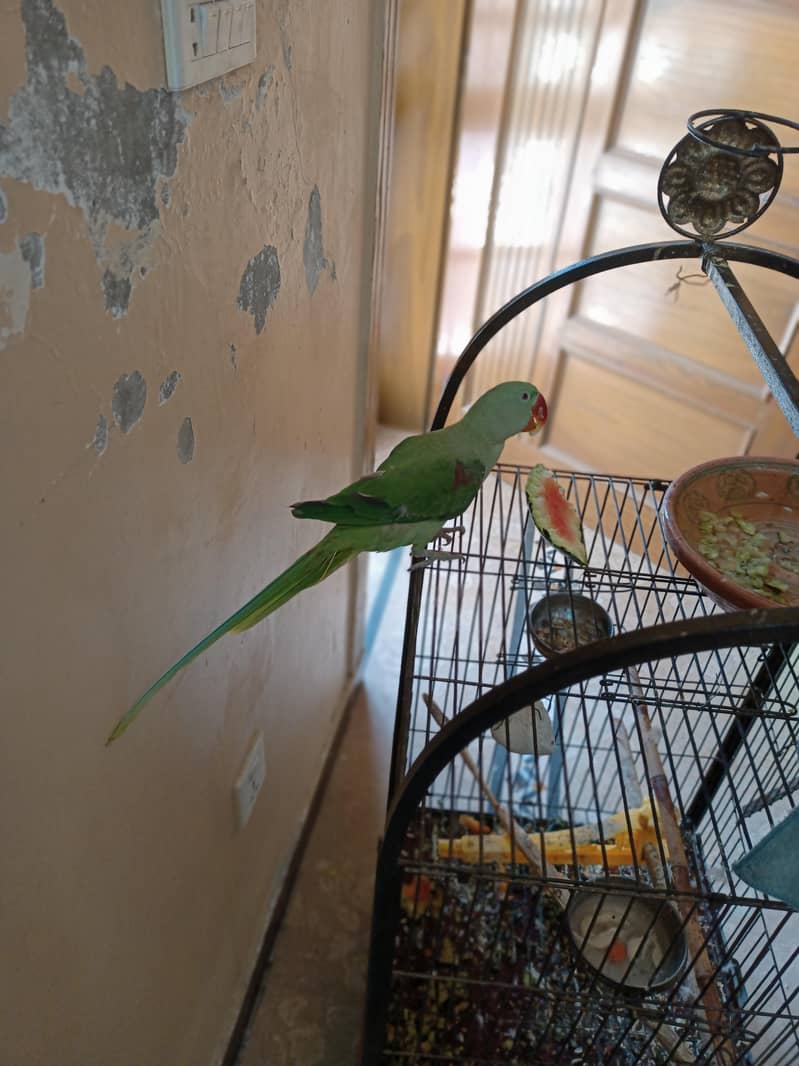 Tem Parrot 0