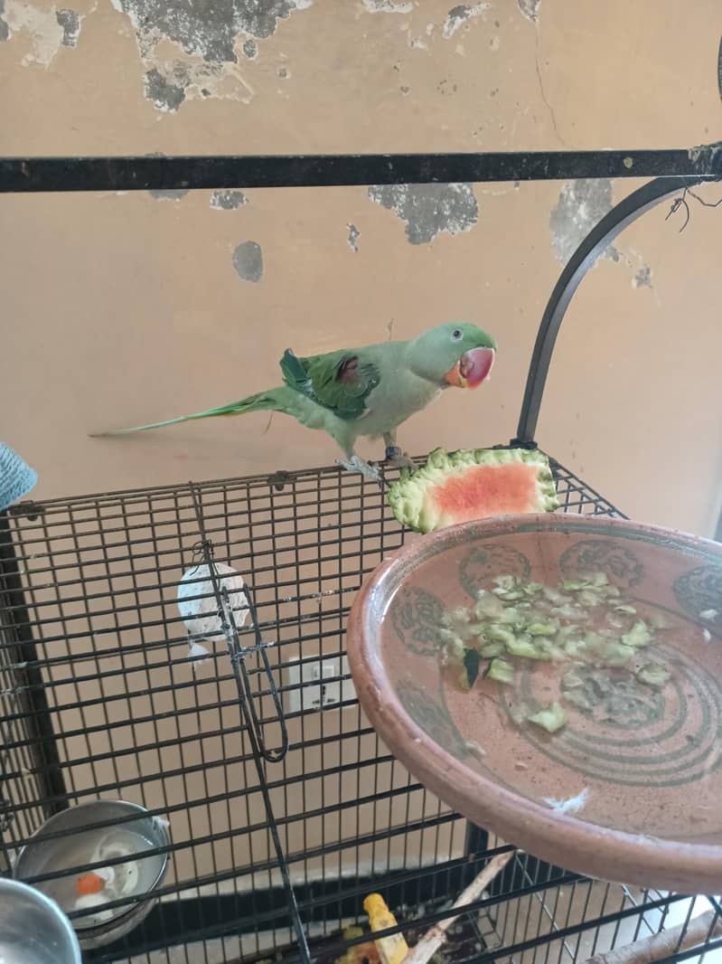 Tem Parrot 1