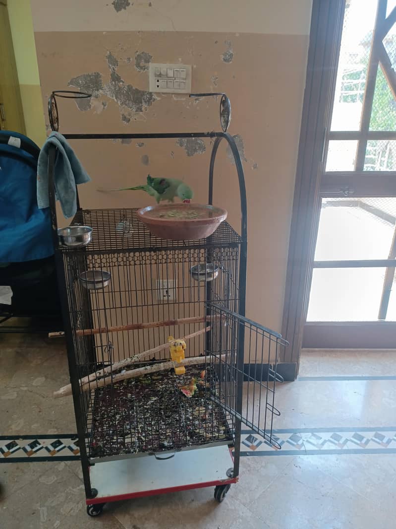 Tem Parrot 2